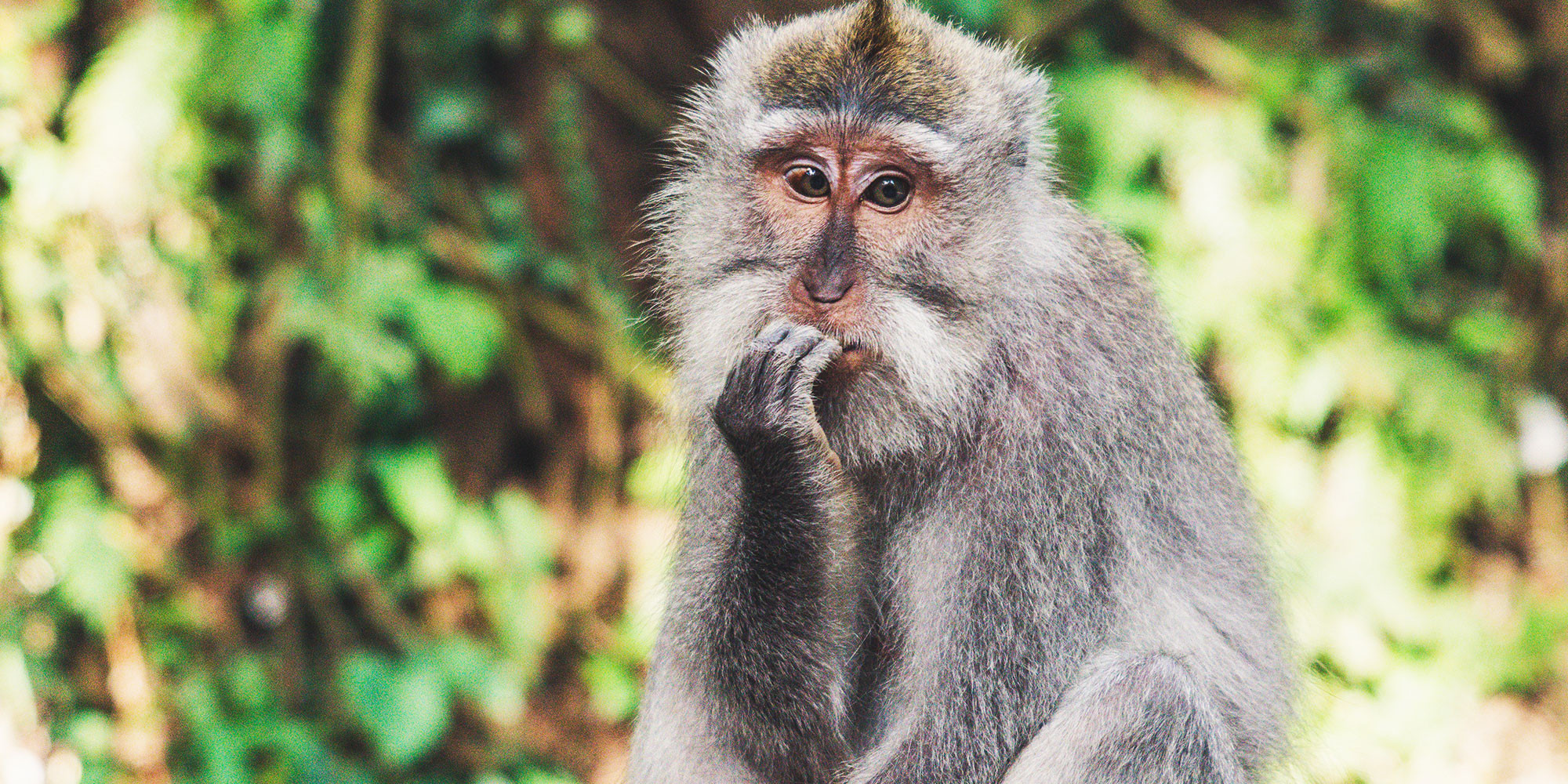 Cómo y cuándo utilizar "who" en inglés Vaughan